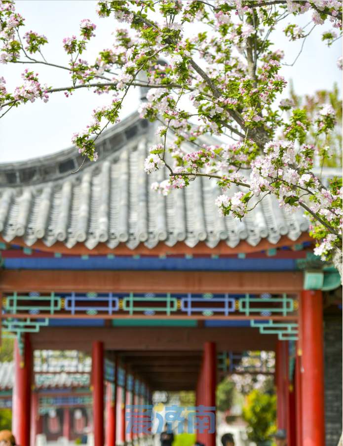 与碧水古建相伴，济南大明湖畔海棠盛开