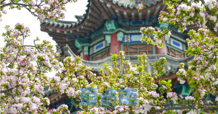 与碧水古建相伴，济南大明湖畔海棠盛开