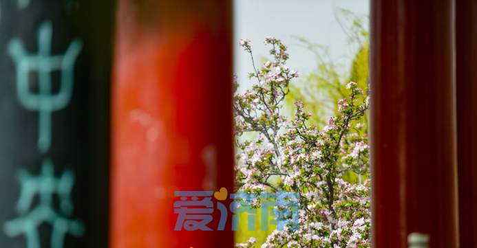 与碧水古建相伴，济南大明湖畔海棠盛开