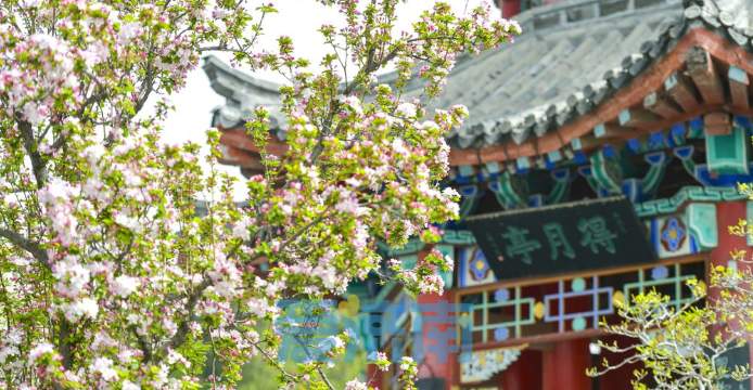 与碧水古建相伴，济南大明湖畔海棠盛开