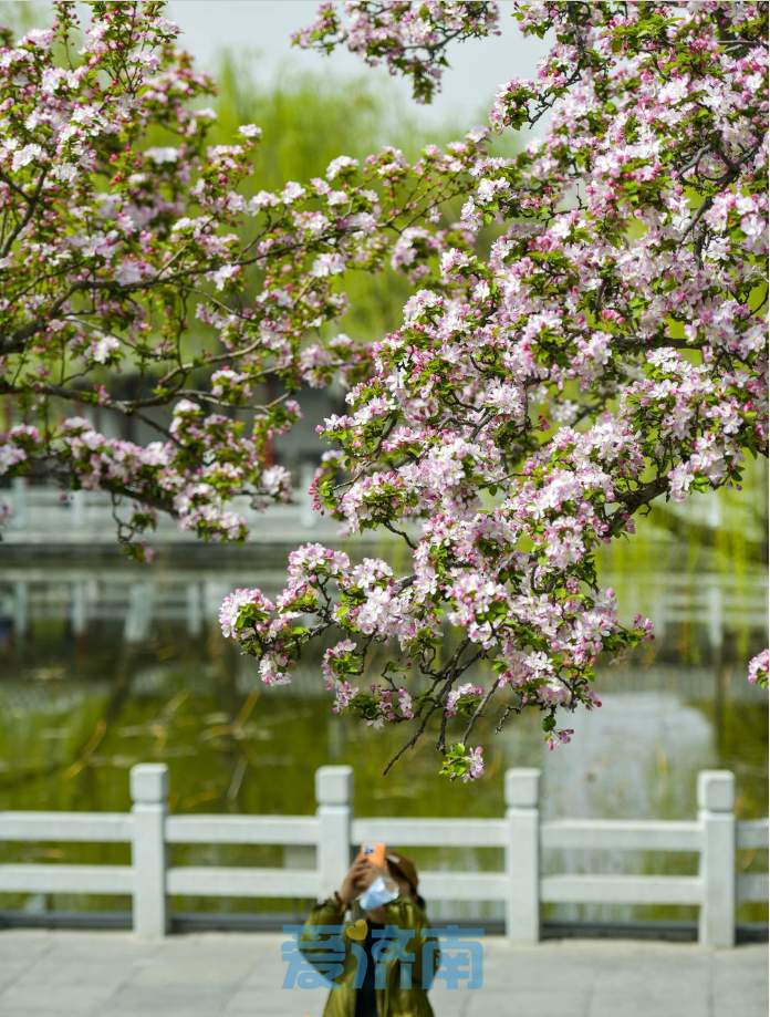 与碧水古建相伴，济南大明湖畔海棠盛开