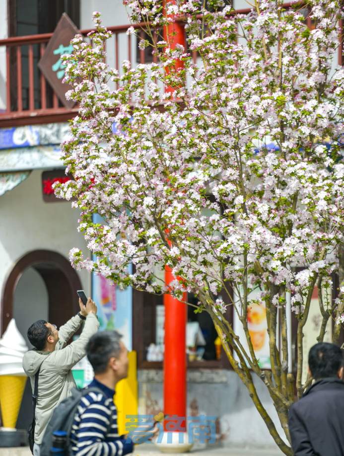 与碧水古建相伴，济南大明湖畔海棠盛开