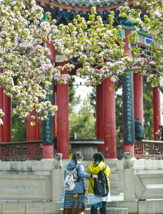 与碧水古建相伴，济南大明湖畔海棠盛开