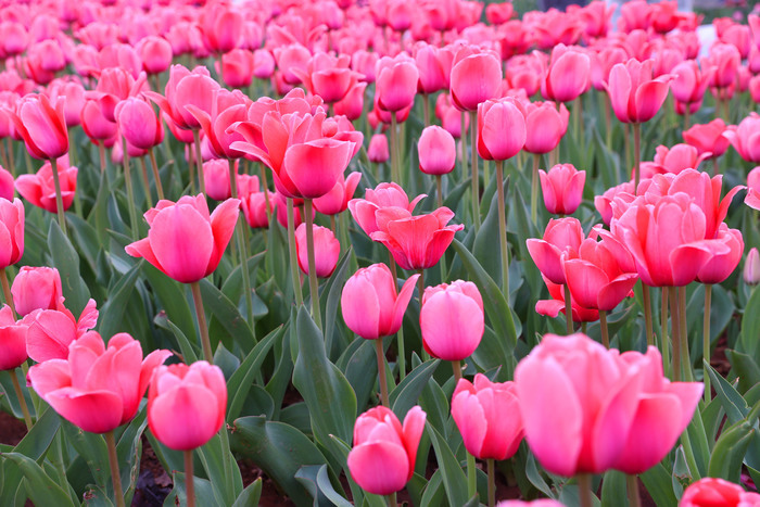 “郁”见美好!济南这里郁金香缤纷盛开,温馨浪漫