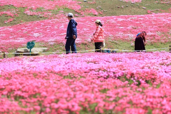 “会开花的草坪”吸引游客打卡