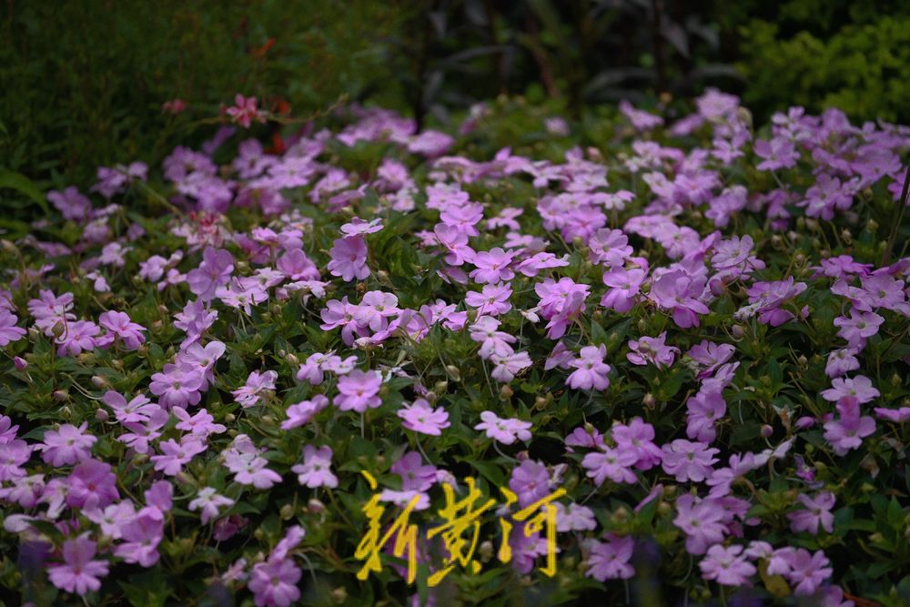 美!大明湖微型花园繁花烂漫
