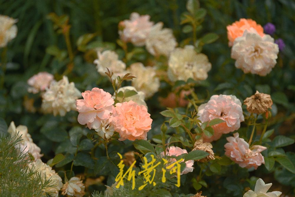 美!大明湖微型花园繁花烂漫