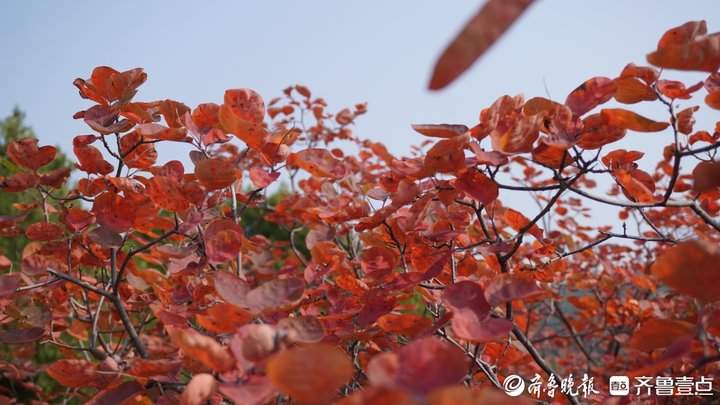 “平分秋色”有画面了,济南蝎子山现一山双色奇观