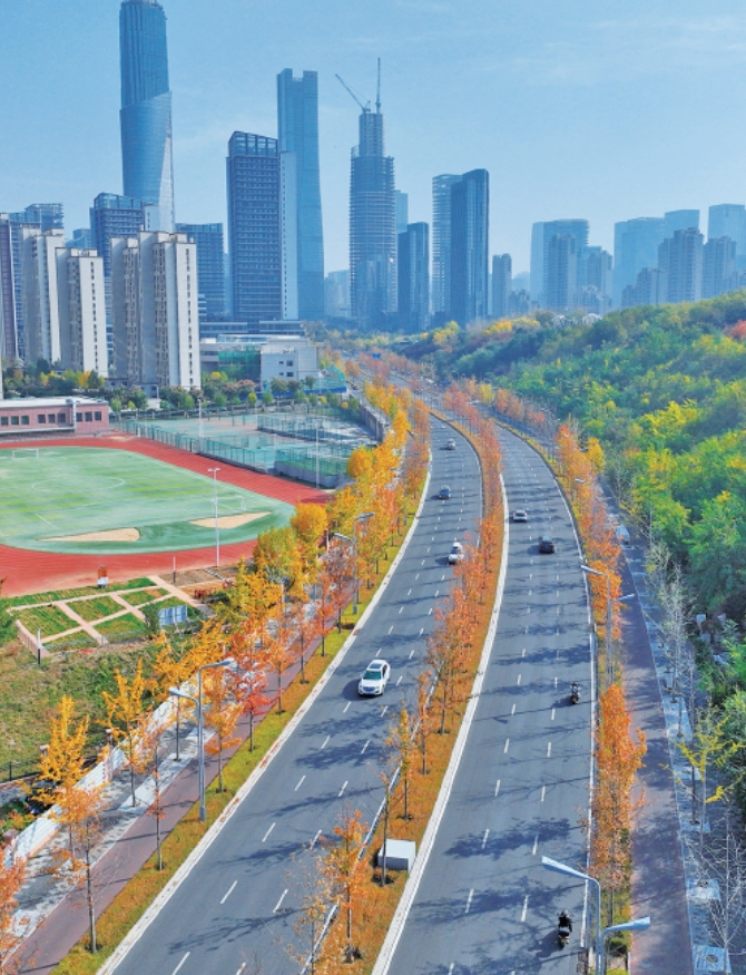 绚烂“叶”色!娜塔栎迎来最佳观赏期