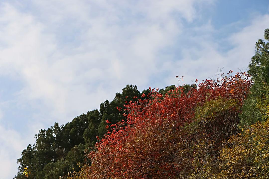 济南藏龙涧:峡谷深涧鬼斧神工 危崖生树景色奇崛