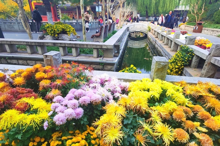 泉畔菊香四溢,趵突泉金菊展迎来赏菊最佳时节