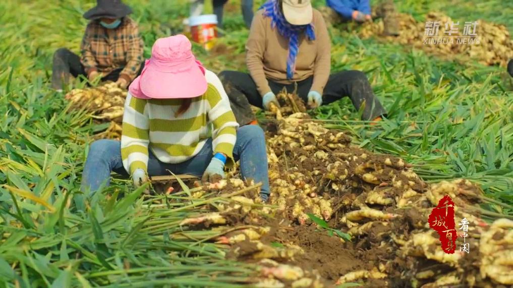 千城百县看中国｜山东潍坊：大姜丰收田间忙新华网