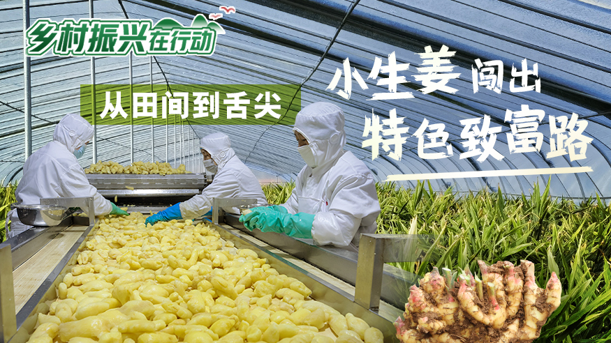 乡村振兴在行动丨从田间到舌尖 小生姜闯出特色致富路