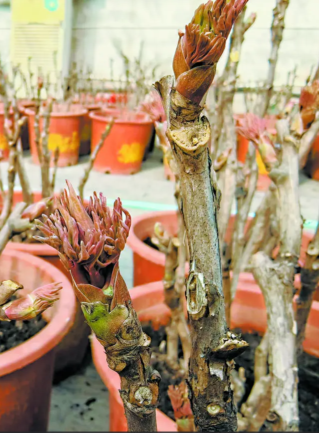 菏泽催花牡丹萌花芽了!春节前夕陆续为全国家庭送去融融“春光”