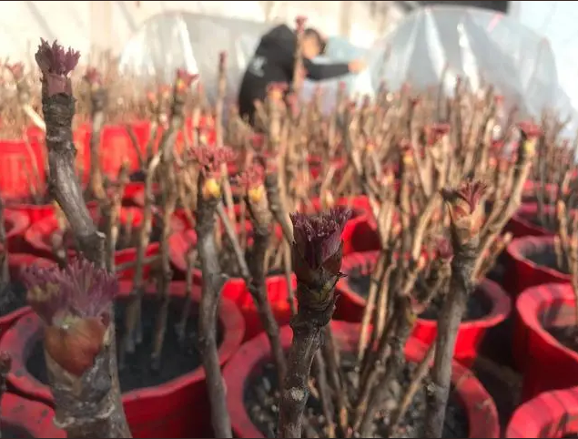 菏泽催花牡丹萌花芽了!春节前夕陆续为全国家庭送去融融“春光”