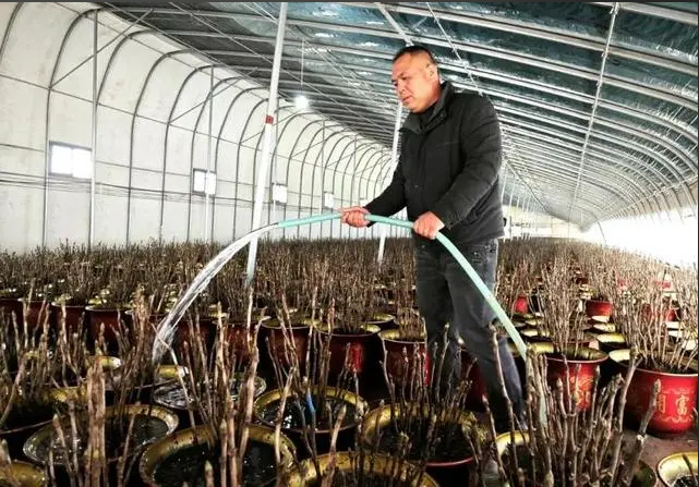菏泽催花牡丹萌花芽了!春节前夕陆续为全国家庭送去融融“春光”