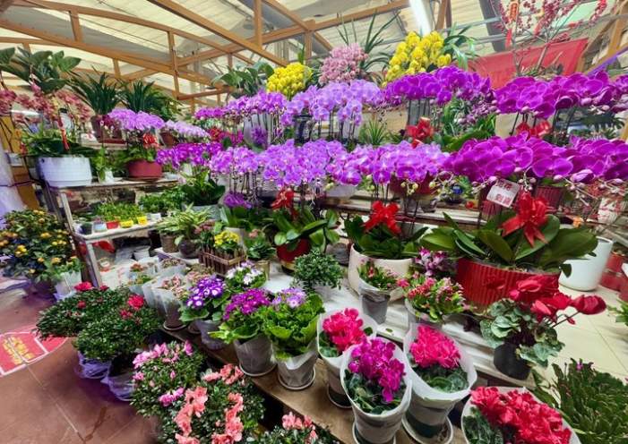花卉市场的年味儿:年宵花受追捧,有商家营业额增加四成