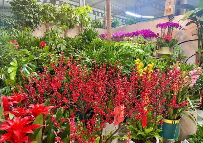 花卉市场的年味儿:年宵花受追捧,有商家营业额增加四成