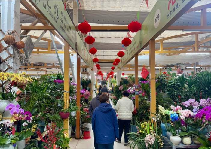 花卉市场的年味儿:年宵花受追捧,有商家营业额增加四成