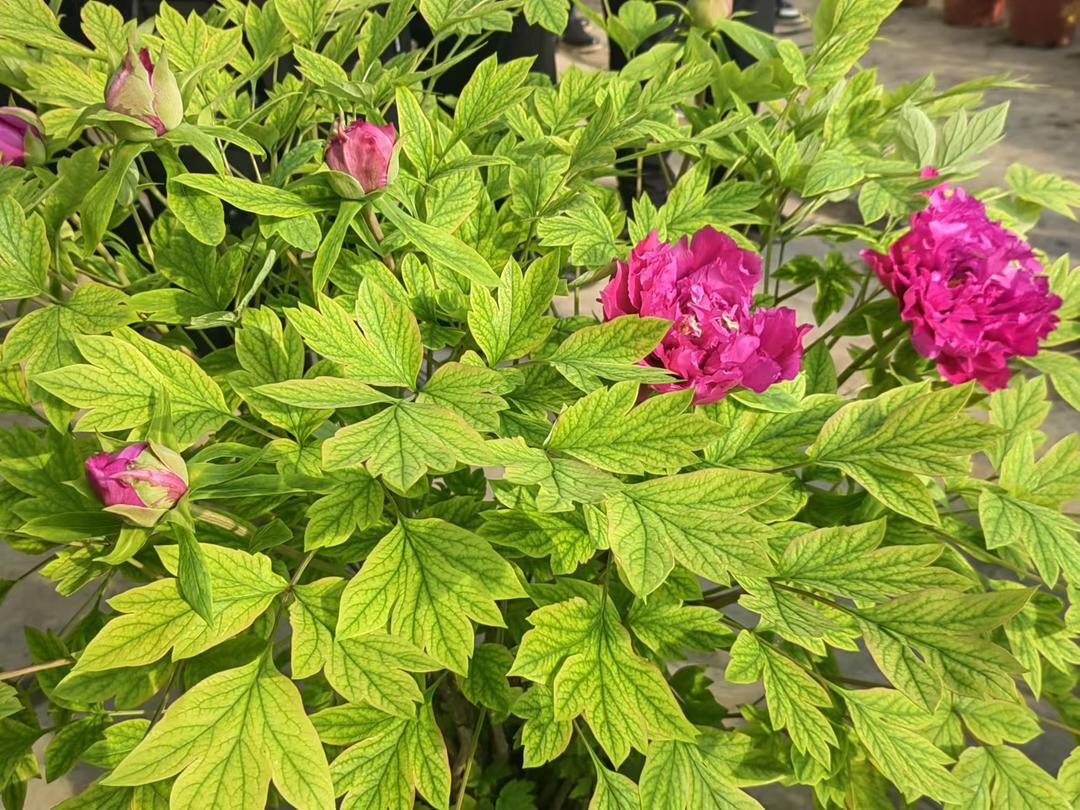 菏泽花农稳稳接住了这波流量!催花牡丹凭热播剧《国色芳华》卖爆了