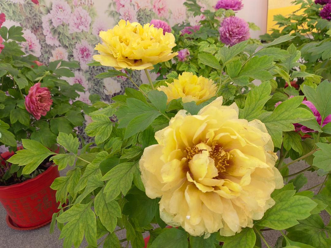 菏泽花农稳稳接住了这波流量!催花牡丹凭热播剧《国色芳华》卖爆了