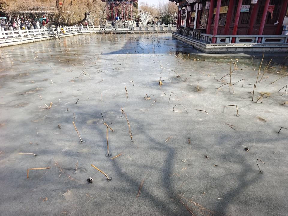 深度冰冻三四天,济南大明湖岸边出现较大面积冰封