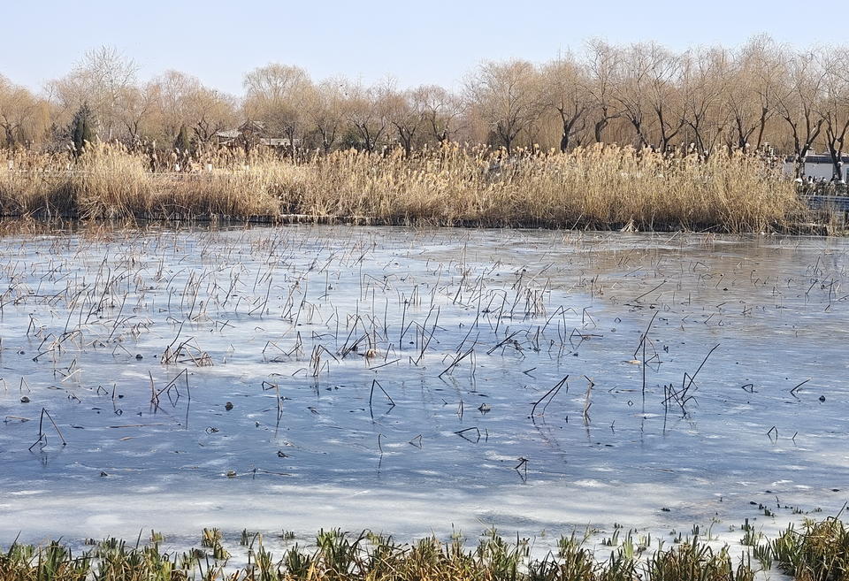 深度冰冻三四天,济南大明湖岸边出现较大面积冰封