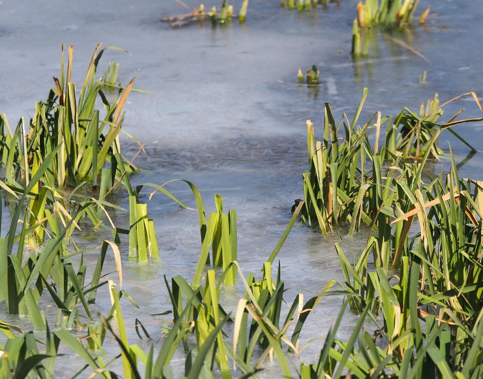 深度冰冻三四天,济南大明湖岸边出现较大面积冰封