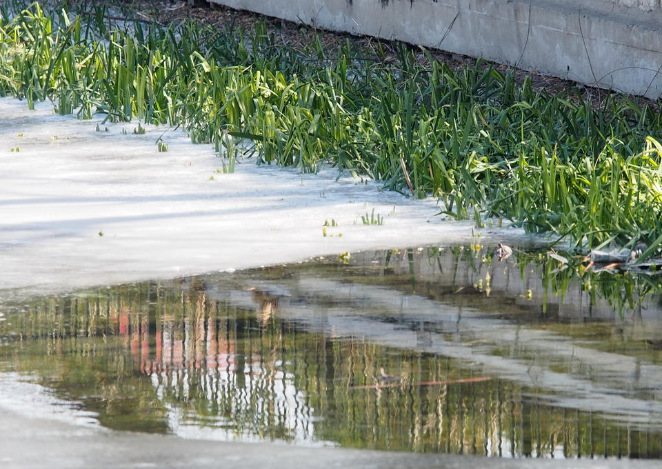 深度冰冻三四天,济南大明湖岸边出现较大面积冰封
