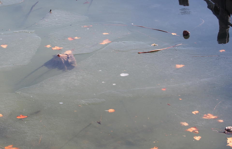 深度冰冻三四天,济南大明湖岸边出现较大面积冰封