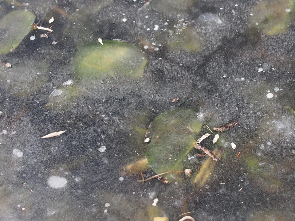 深度冰冻三四天,济南大明湖岸边出现较大面积冰封