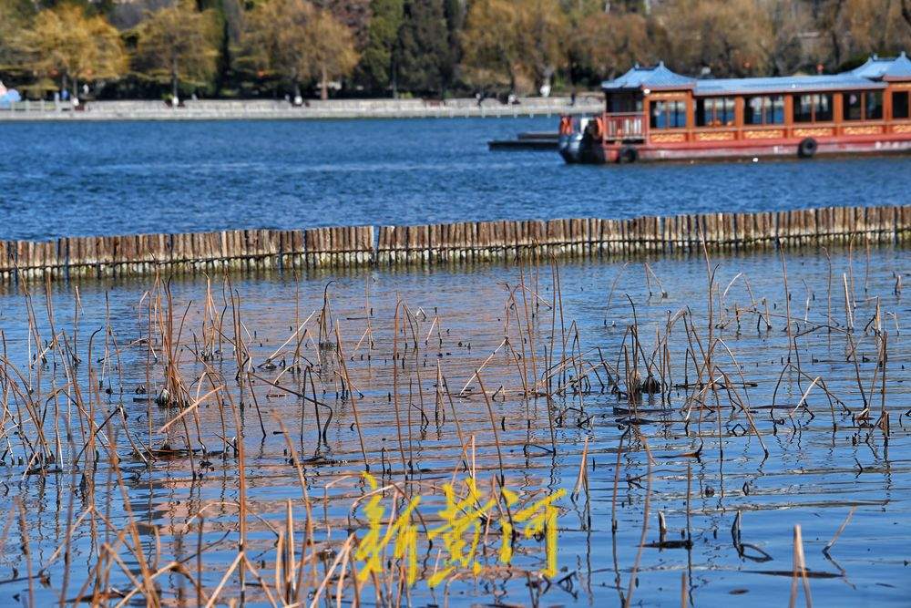 大明湖畔初春残荷韵味足