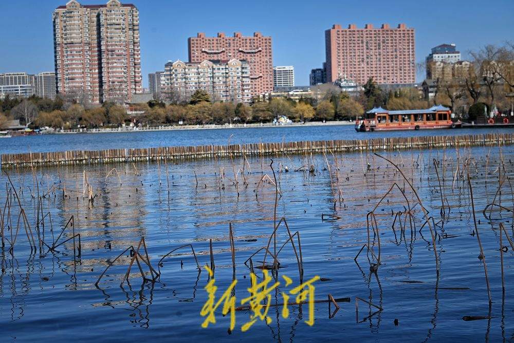 大明湖畔初春残荷韵味足
