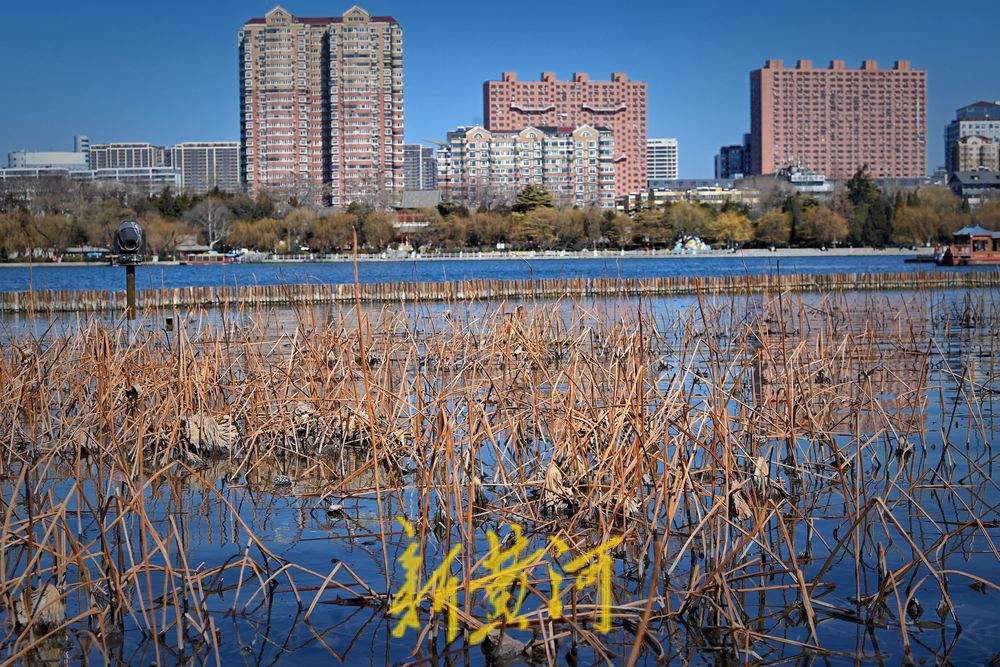 大明湖畔初春残荷韵味足