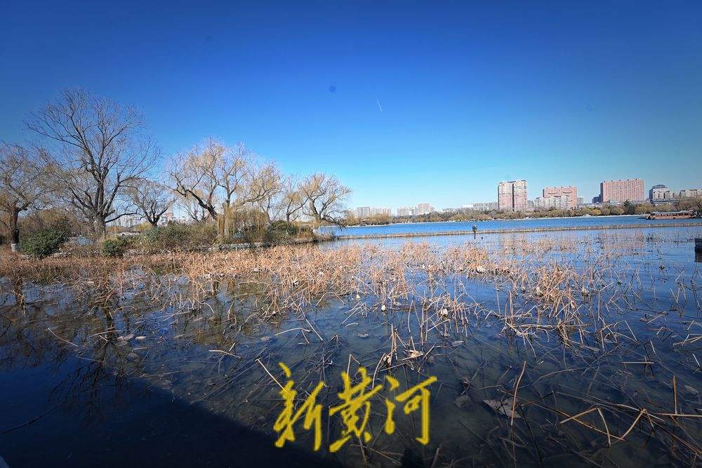 大明湖畔初春残荷韵味足