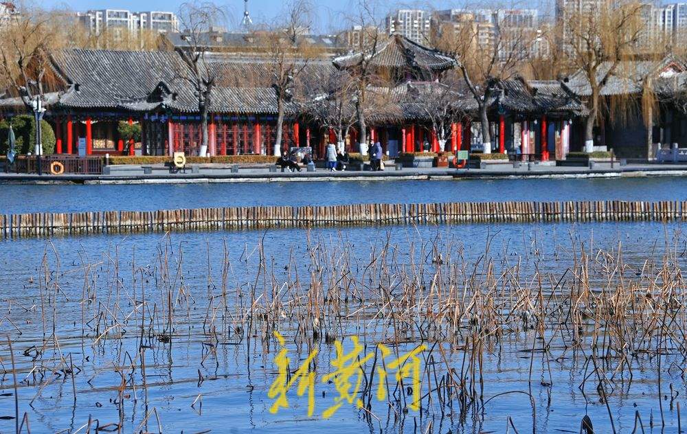 大明湖畔初春残荷韵味足