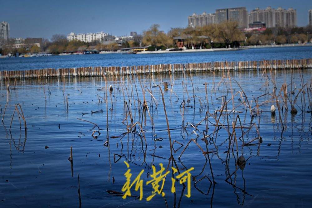 大明湖畔初春残荷韵味足