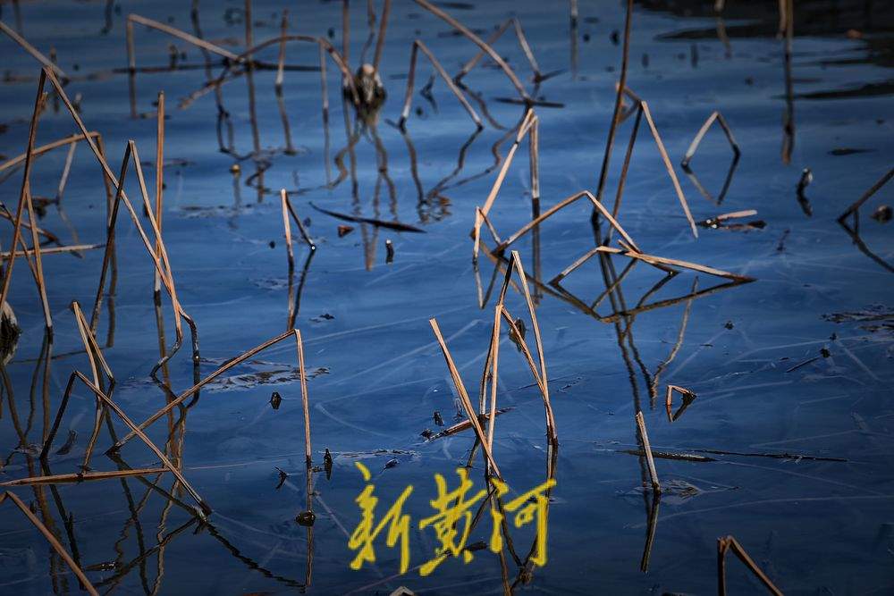 大明湖畔初春残荷韵味足
