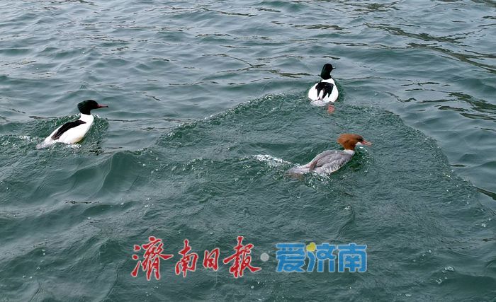 “鸟中大熊猫”中华秋沙鸭现身济南！连续七年“到访”锦绣川水库