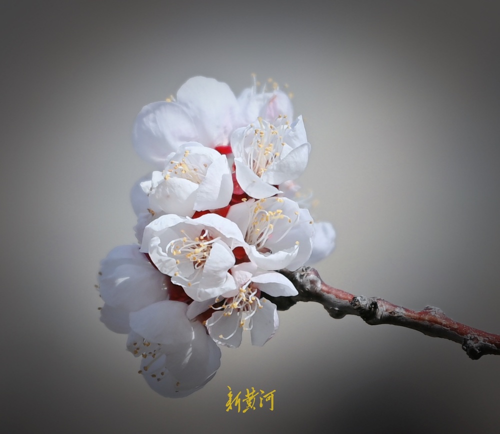 趵突泉万竹园杏花开 娇艳芬芳“醉”游人