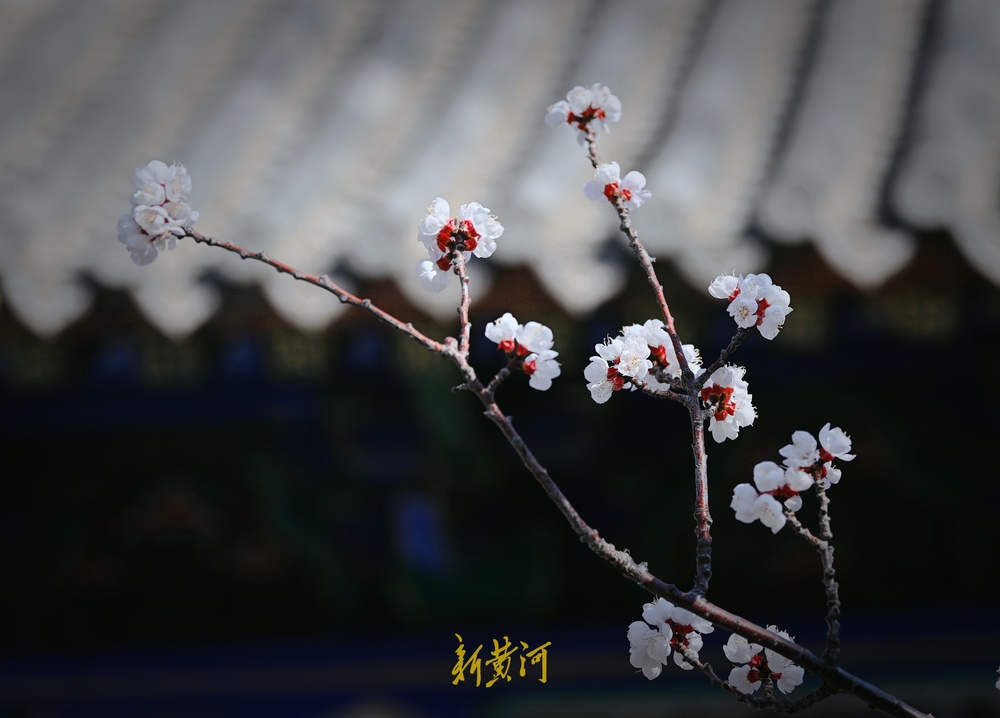 趵突泉万竹园杏花开 娇艳芬芳“醉”游人