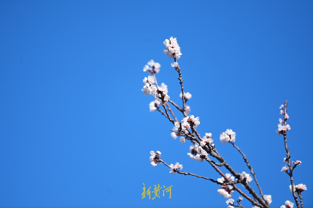 趵突泉万竹园杏花开 娇艳芬芳“醉”游人