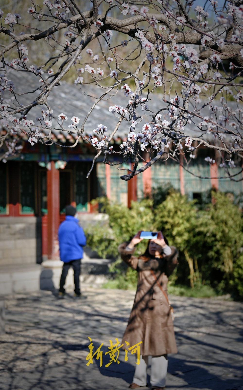 趵突泉万竹园杏花开 娇艳芬芳“醉”游人