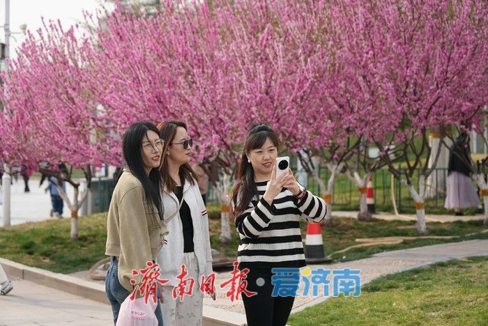 济南泉城广场榆叶梅“花漾”绽放!