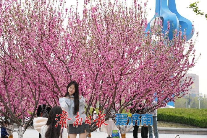 济南泉城广场榆叶梅“花漾”绽放!