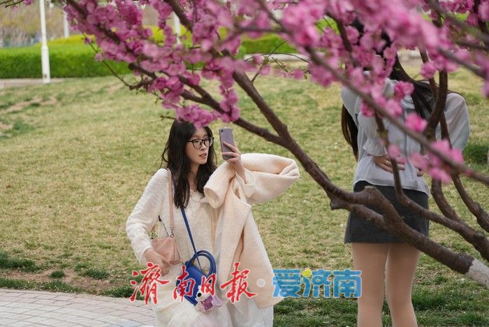 济南泉城广场榆叶梅“花漾”绽放!