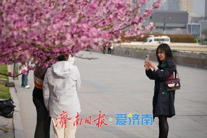 济南泉城广场榆叶梅“花漾”绽放!