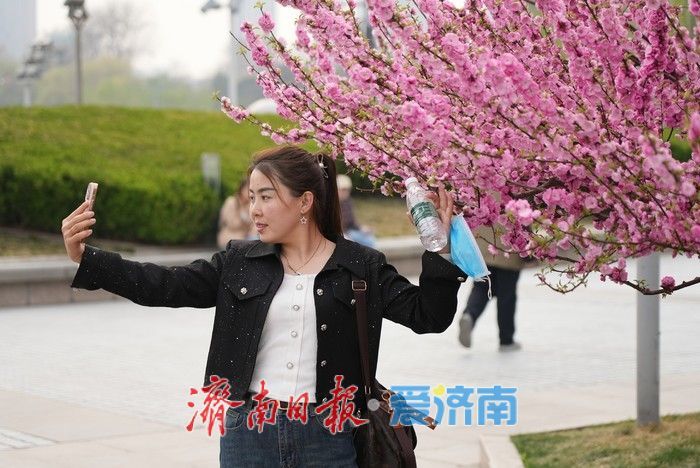济南泉城广场榆叶梅“花漾”绽放!