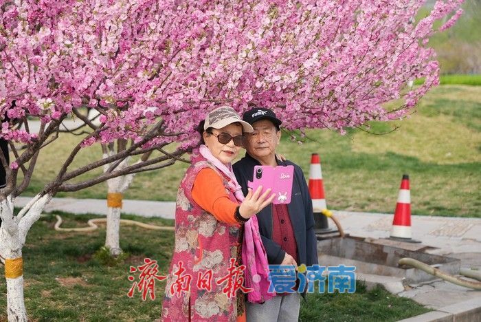 济南泉城广场榆叶梅“花漾”绽放!
