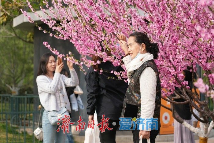 济南泉城广场榆叶梅“花漾”绽放!